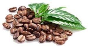 coffee-beans-robusta